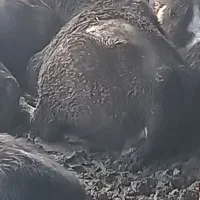 گوساله گاومیش نر چاق