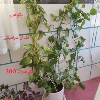 گل آپارتمانی پتوس و سانسوریا