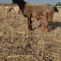 نرمیش|حیوانات مزرعه|گتوند, |دیوار
