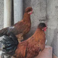 مرغ و خروس کاکلی لهستانی