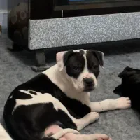 توله پیتبول (استافرد شایر)