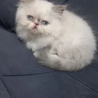 گربه پرشین هیمالین