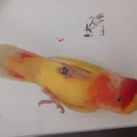 طوطی برزیلی صورت هلویی