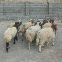 ۸ بره شیرمس باب پروار کاور یکدست باب پروار