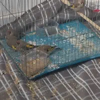 سهره کرمانی