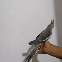 واگذاری عروس هلندی و قناری