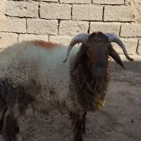 قوچ|حیوانات مزرعه|کرخه, |دیوار