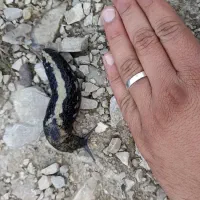 حلزون جنگلی