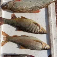 ماهی رودخونه ای کیلو200