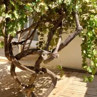 اجاره-خانه-ویلایی-نقلی