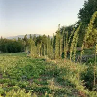 ۱ قطعه ۱۰۰۰ متری زمین در خوجین دارای آبیاری بارانی