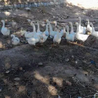 تعدادی قوغاز سفیدچینی واوکراینی بفروش میرسد|حیوانات مزرعه|مرند, |دیوار