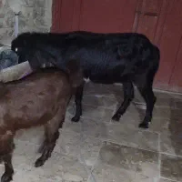 یک بز ماده آبستن مری و یک کهره ماده مری