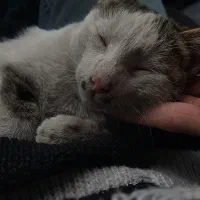 خونه نمیتونم ببرم|گربه|باغستان, |دیوار