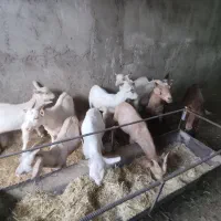 فروش گله در بست