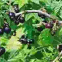 ولیک تازه چین