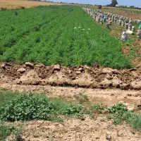 5-الی-10-هکتاز-زمین-برای-اجاره-یک-ساله-میخوام