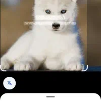 سگ هاسکی چشم ابی