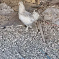 مرغ زینتی