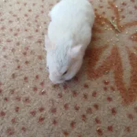 همستر با غذا