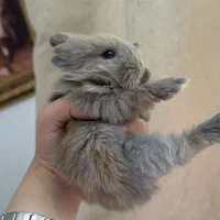 بچه خرگوش لوپ