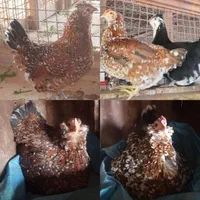 تخم نطفه دار مرغ و خروس گلین لری|حیوانات مزرعه|شریفآباد, |دیوار