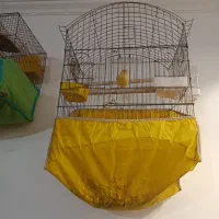 قناری|پرنده|یزد, |دیوار