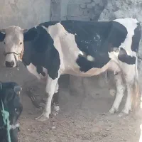 گاوسیمنتال شیری(گستر زه اول