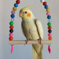 یک جفت عروس هلندی