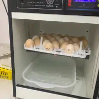 دستگاه جوجه کشی|لوازم جانبی حیوانات|بناب, |دیوار