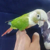 گرینچیک ۹ ماهه