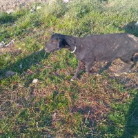 باسلام حدود یک تن کاه