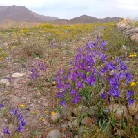 زمین-مسکونی-جدکان-دهبکری