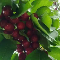 ویلا. باغ کشاورزی|فروش زمین و ملک کلنگی|شاهین‌شهر, فردوسی|دیوار