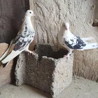 کبوتر پرشی|پرنده|اصفهان, سلطان‌آباد|دیوار