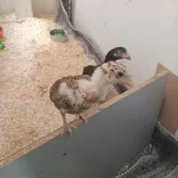 جوجه خروس لاری اصیل نر