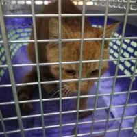 واگذاری فوری گربه