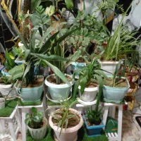 گل های گلدون با استند