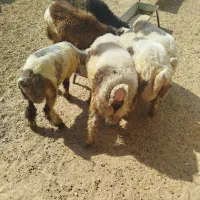 بره چاق درجه یک|حیوانات مزرعه|مسجد سلیمان, |دیوار