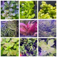 انواع گیاه آکواریوم پلنت عمده و تک