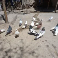 کبوتر پرشی زد خوردی