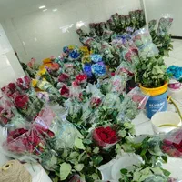 فروش عمده گل نرگس مستقیم از مزرعه به سراسر کشور|گل و گیاه طبیعی|شیراز, جوادیه|دیوار