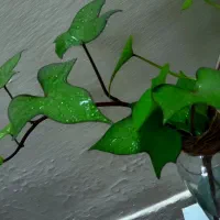 پیچک با گلدون|گل و گیاه طبیعی|اهواز, شریعتی جنوبی|دیوار