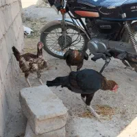 خروس ومرغ|حیوانات مزرعه|شاهین دژ, |دیوار