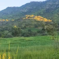 گل ملی