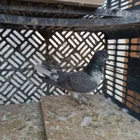 کفتر|پرنده|چهاردانگه (تهران), |دیوار