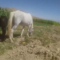 اسب مادیان