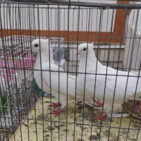 کبوتر کشیده خوش استایل|پرنده|ایذه, |دیوار