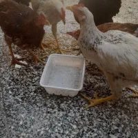 فروش جوجه مرغ وخروس