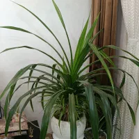 گل طبیعی